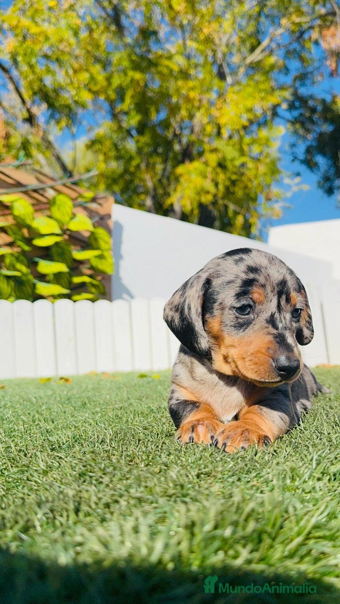 Teckel Miniatura perros en venta: TECKEL MINIATURA HEMBRA - Anuncio 8