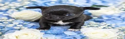 Chihuahua perros en venta: Chihuahua  - Anuncio 3