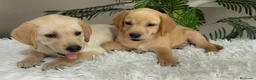 Labrador Retriever perros en venta: LABRADOR RETRIEVER  - Anuncio 12