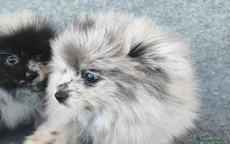 Pomerania perros en venta: POMERANIA MERLE - Anuncio 3