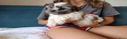 Shih Tzu perros en venta: MalShi. Shihtzu x Maltes - Anuncio 14