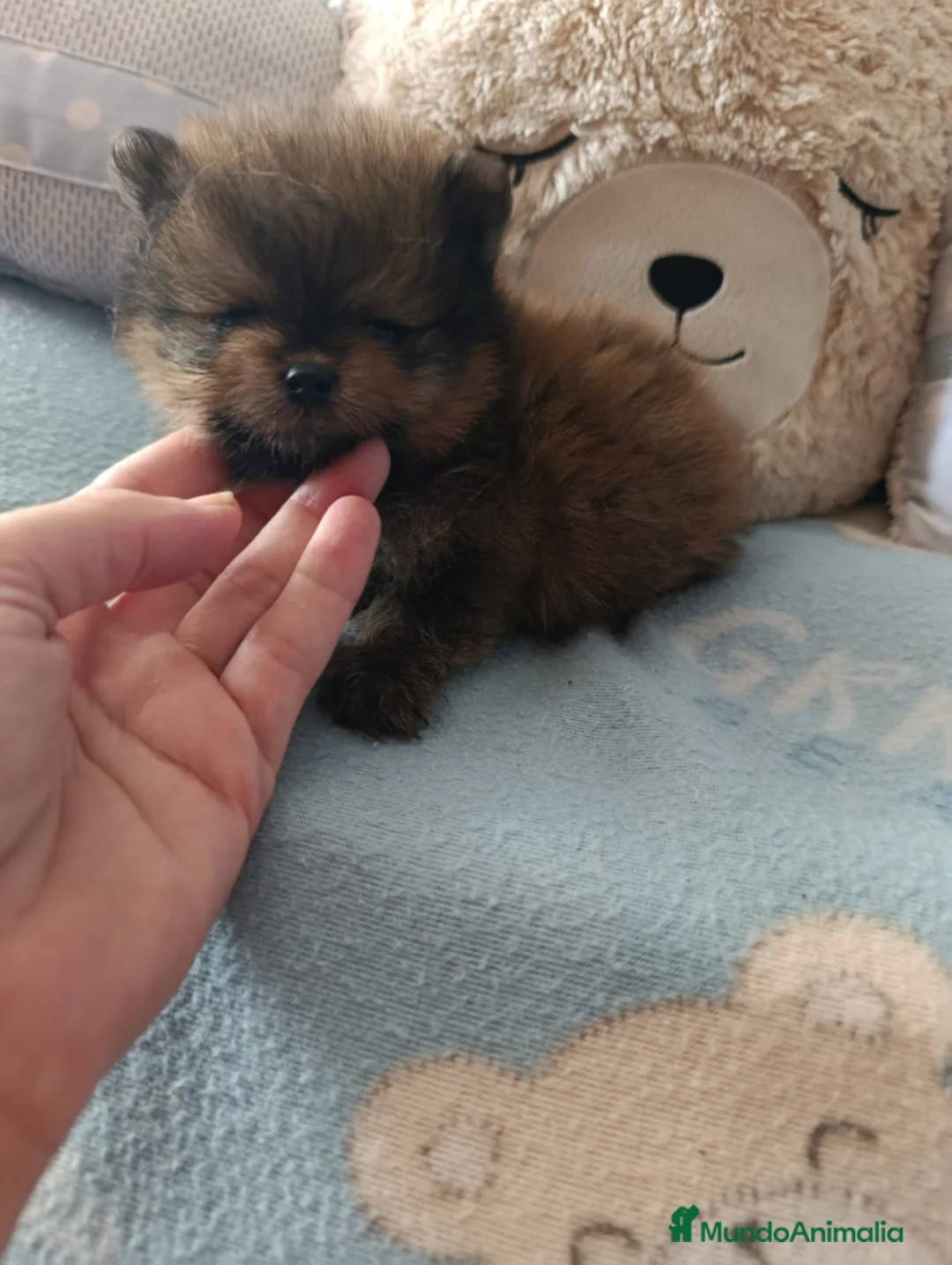 Pomerania perros en venta: Pomerania ositos toy  - Anuncio 6