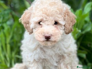 Caniche Toy perros CANICHE TOY CREMA DISPONIBLE en Barcelona - Anuncio 19