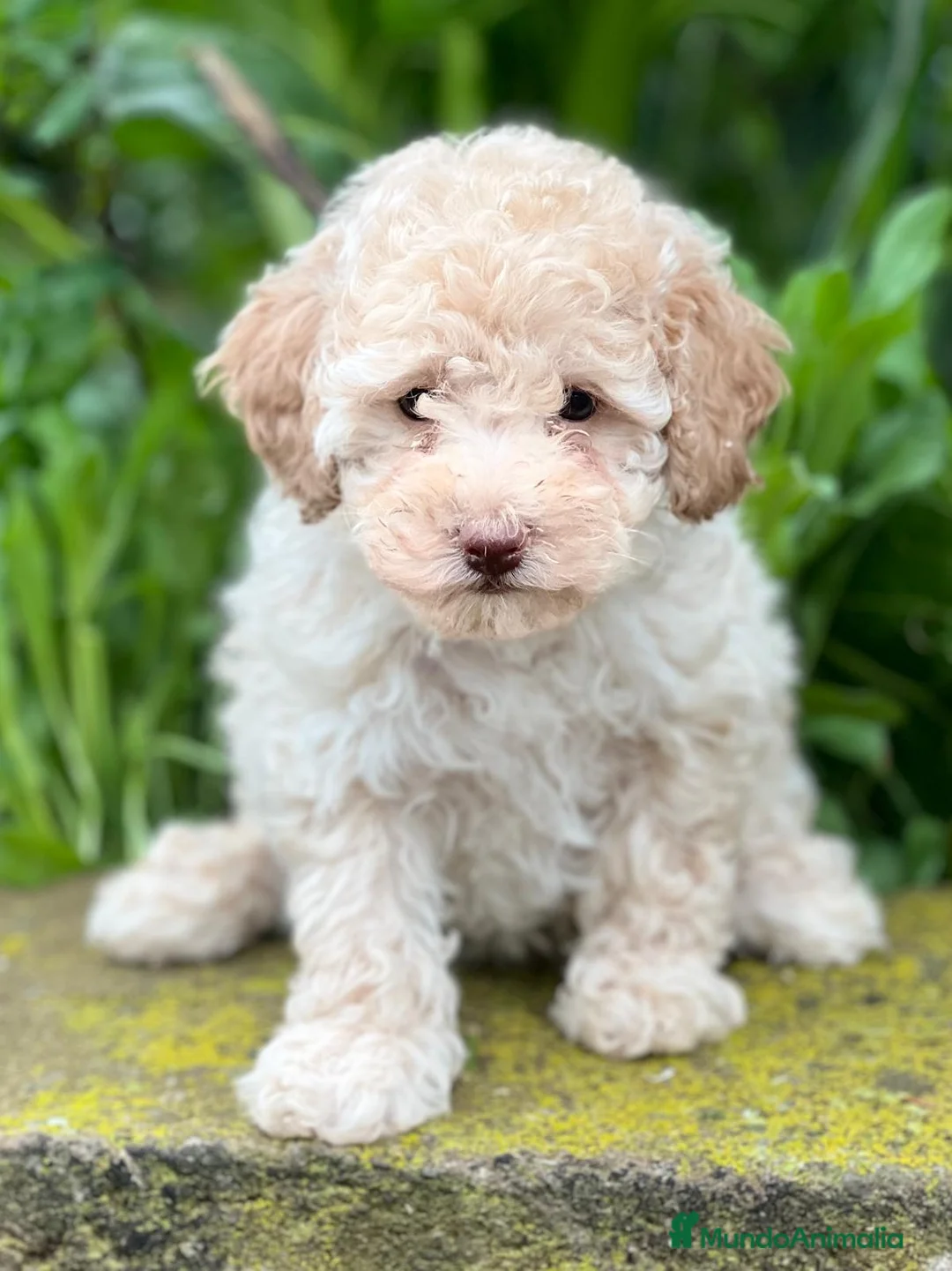 Caniche Toy perros en venta: CANICHE TOY CREMA DISPONIBLE en Barcelona - Anuncio 1