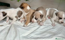 Whippet perros en venta: WHIPPET MALAGA  - Imagen 1