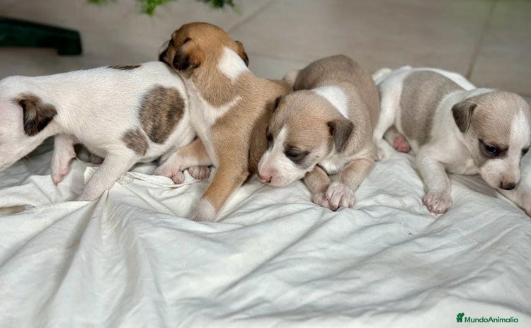 Whippet perros - Propaganda 2