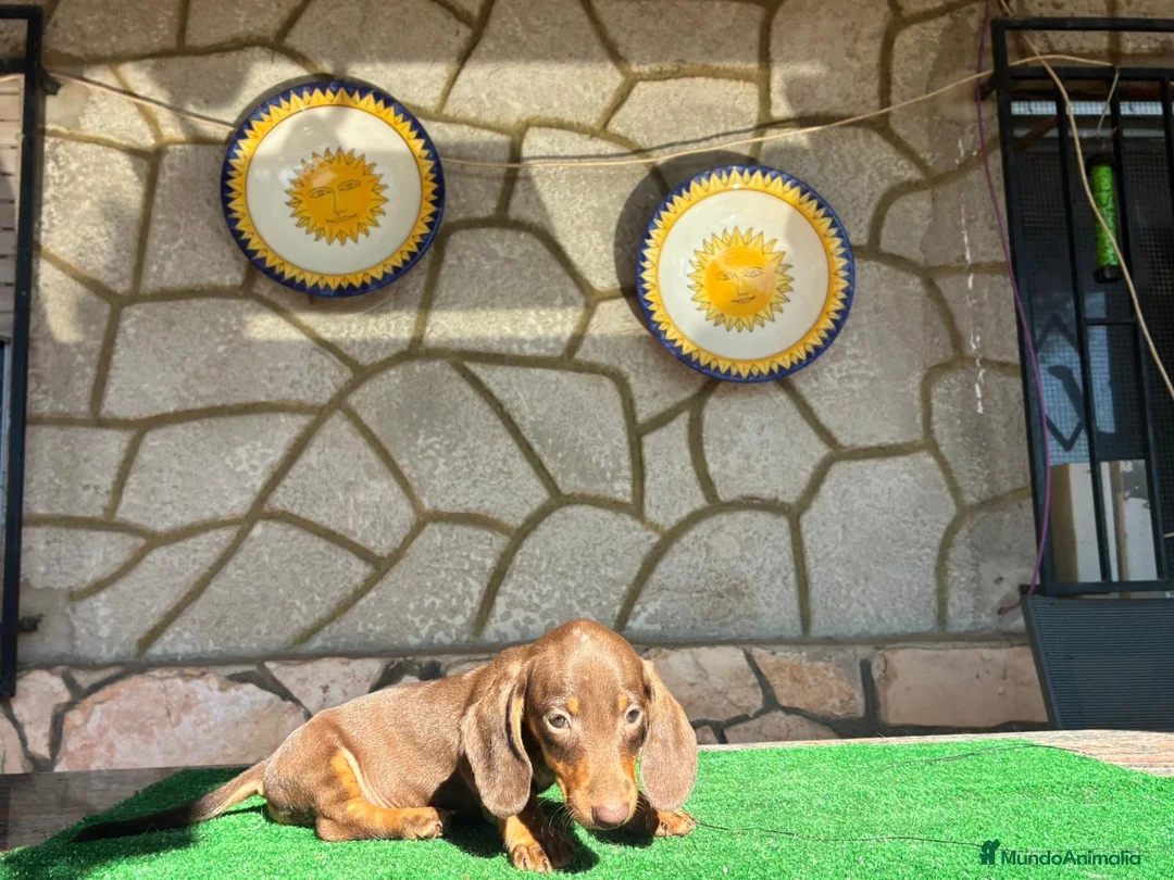 Teckel perros en venta: Teckel kaninchen - Anuncio 9