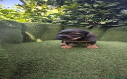 Teckel Miniatura perros en venta: teckel pelo basto - Imagen 2