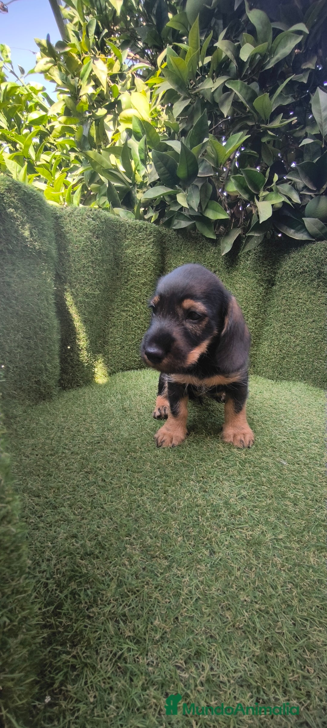 Teckel Miniatura perros en venta: teckel pelo basto - Imagen 2