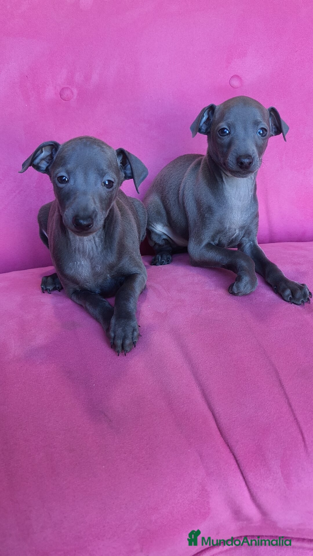 Pequeño Lebrel Italiano perros en venta: Pequeño lebrel Italiano Piccolo Galgo italiano  - Anuncio 1