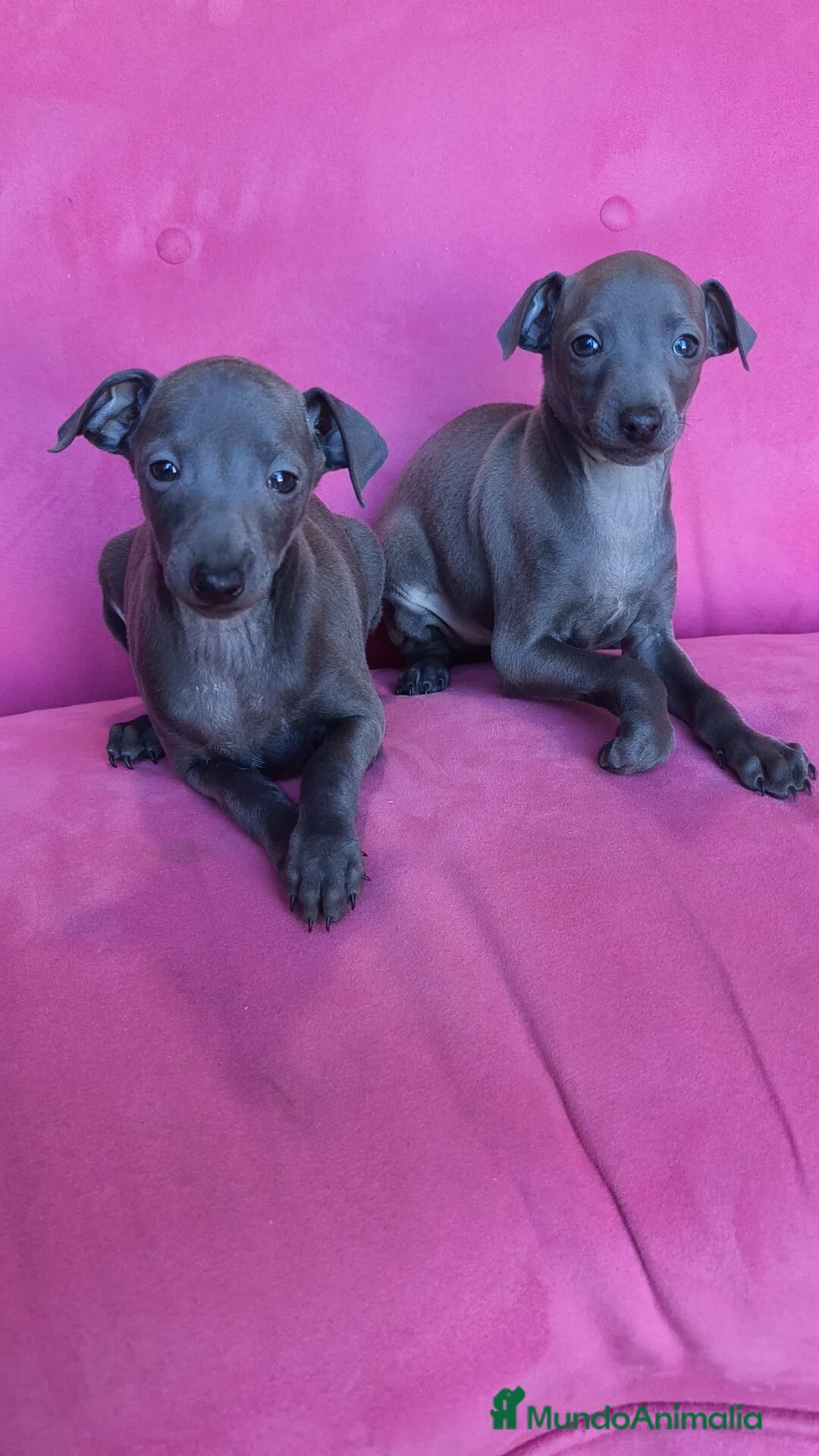 Pequeño Lebrel Italiano perros en venta: Pequeño lebrel Italiano Piccolo Galgo italiano  - Anuncio 1