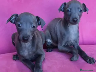 Pequeño Lebrel Italiano perros Pequeño lebrel Italiano Piccolo Galgo italiano - Anuncio 3