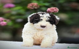 Perro de Agua Español perros en venta: Preciosa camada de perro de agua español - Imagen 8