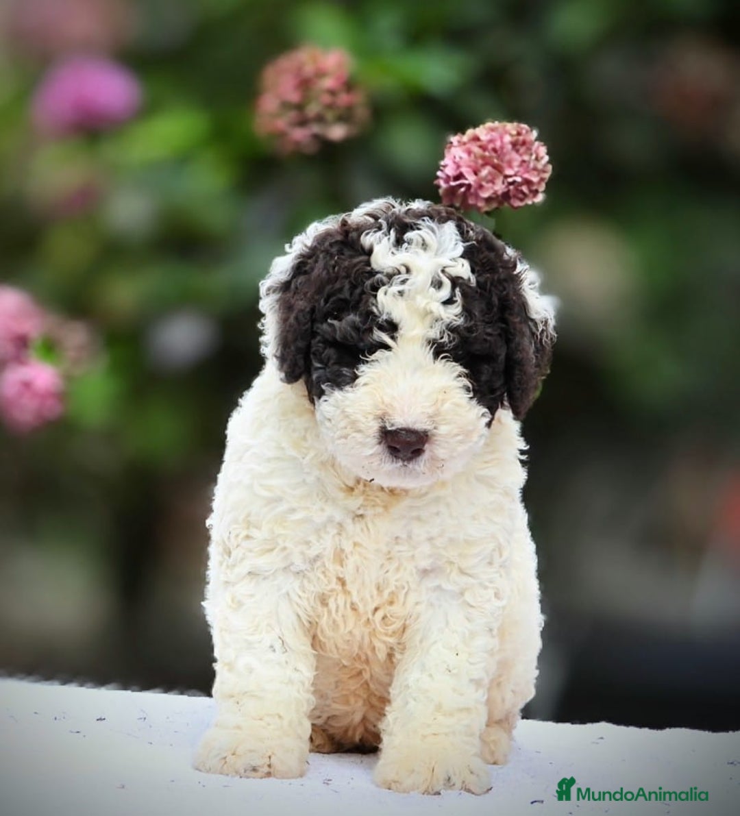 Perro de Agua Español perros en venta: Preciosa camada de perro de agua español - Imagen 8