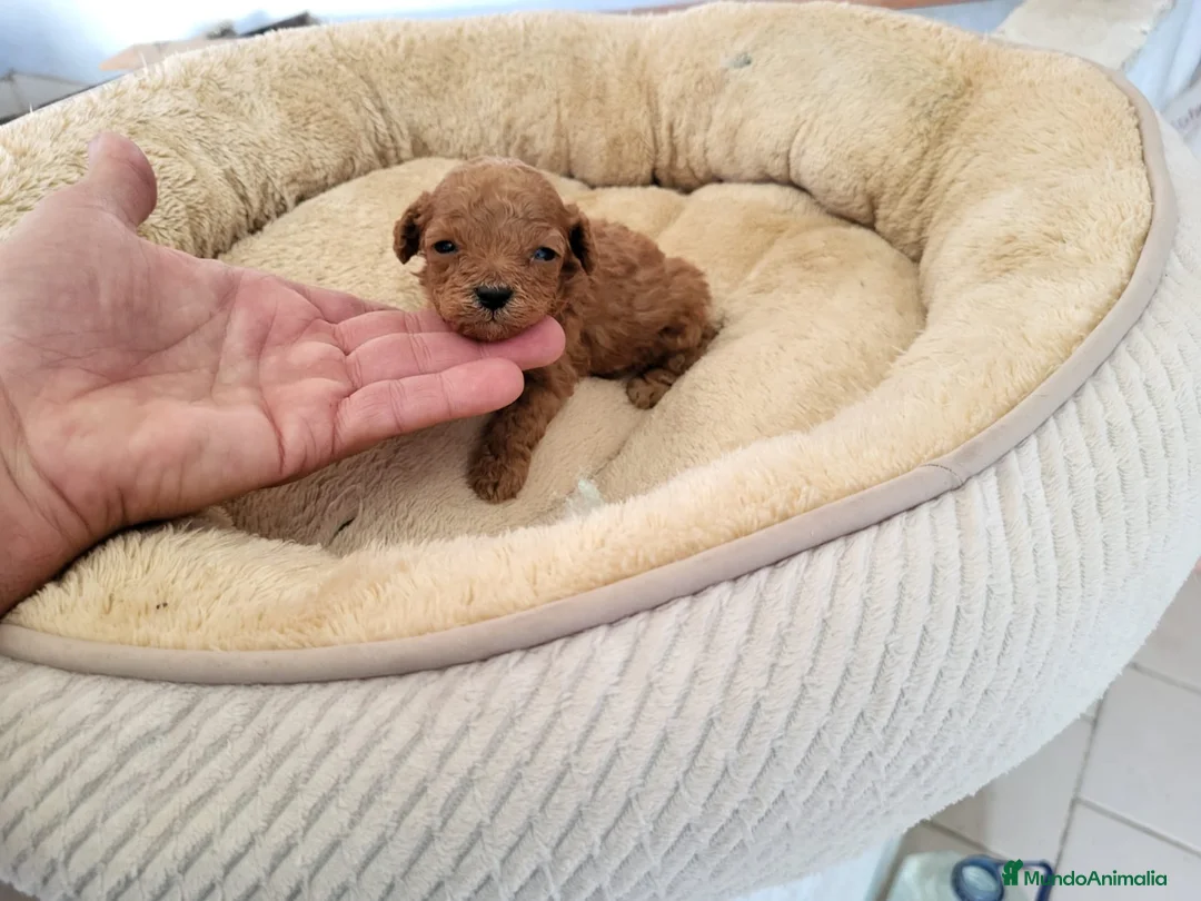 Raza Mixta perros en venta: Caniches  - Anuncio 1