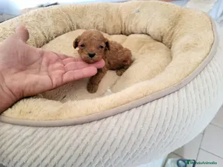 Raza Mixta perros Caniches - Anuncio 3