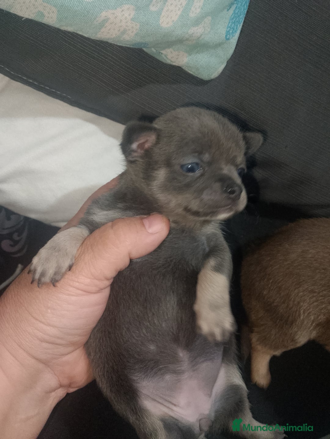 Chihuahua perros en venta: Preciosa camada de chihuahua a 600€ - Imagen 8