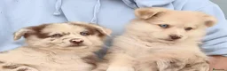 Raza Mixta perros en venta: BORDERPOM (BORDER COLLIE + POMERANIA) - Anuncio 3