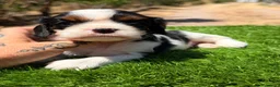Cavalier King Charles Spaniel perros en venta: Cavalier tricolor hembra  - Anuncio 3