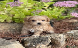 Maltipoo perros en venta: Maltipoo de caramelo hembras  - Imagen 5