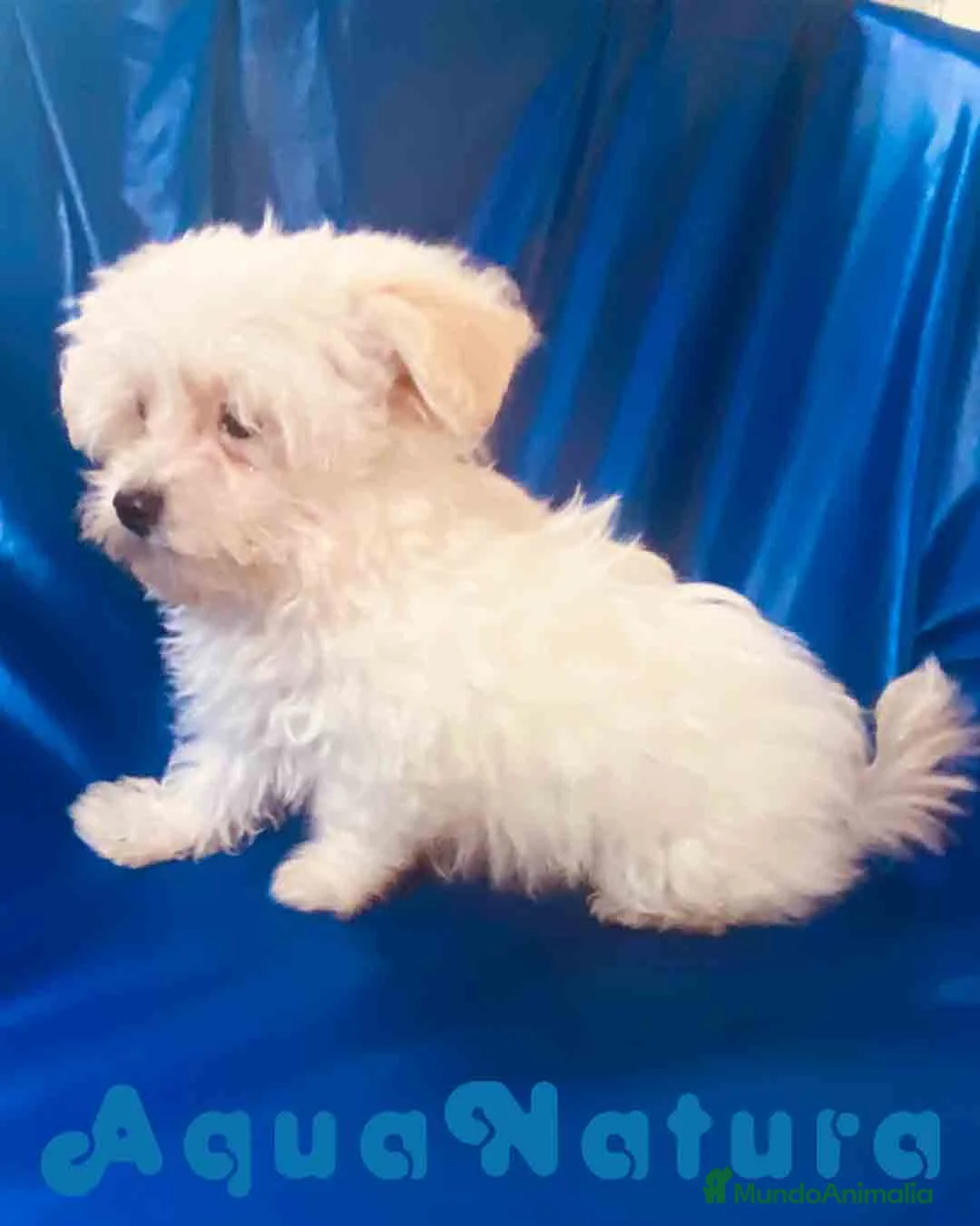 Bichón Habanero perros en venta: Havapoo Macho 1748 de Kis AQUANATURA - Anuncio 5