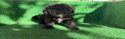 Perro de Agua Español perros en venta: perro de agua  - Anuncio 7