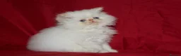 Persa gatos en venta: GATITOS PERSAS HIMALAYOS  en Barcelona - Anuncio 4