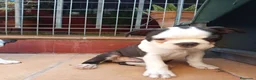 Boston Terrier perros en venta: Preciosos Boston Terrier  - Anuncio 2
