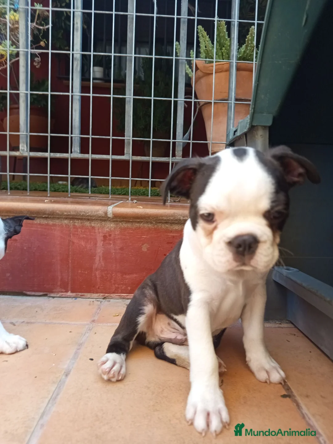 Boston Terrier perros en venta: Preciosos Boston Terrier  - Anuncio 2