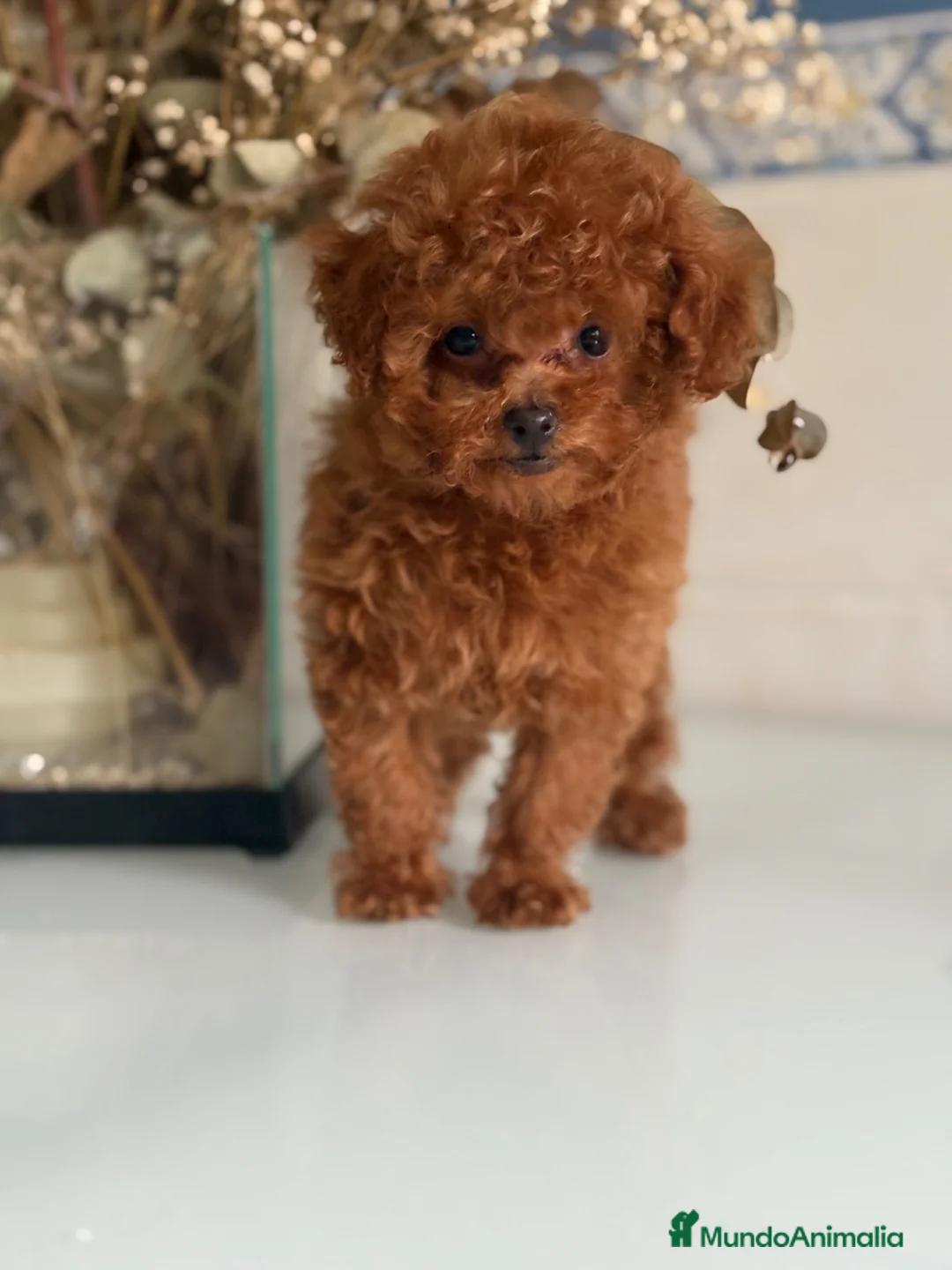 Caniche Toy perros en venta: Caniche toy  - Anuncio 6