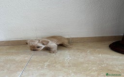 Yorkshire Terrier perros en venta: YORSHIRE - Imagen 3
