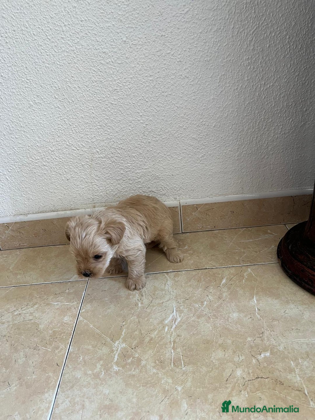 Yorkshire Terrier perros en venta: YORSHIRE - Imagen 3