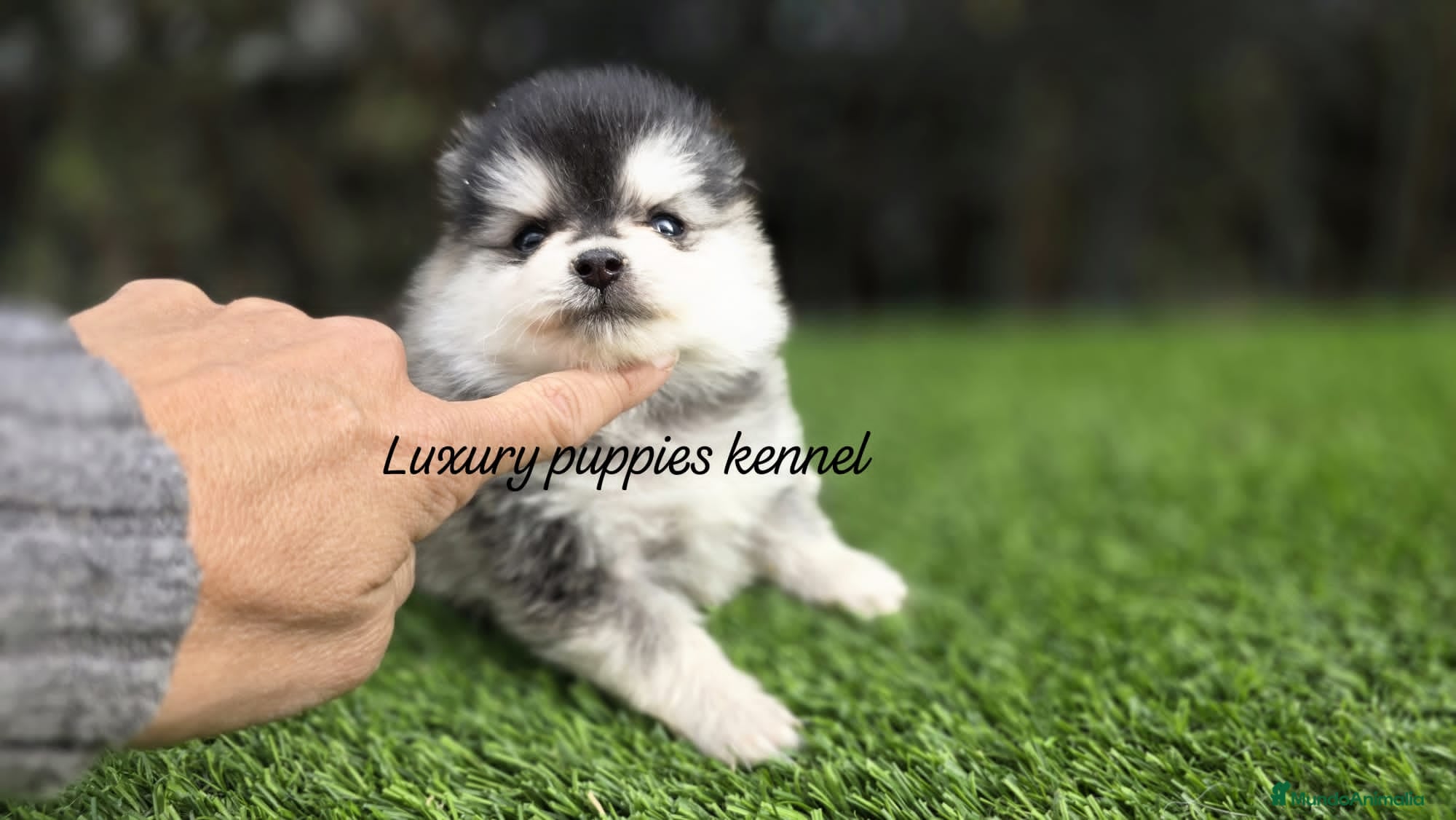 Pomerania perros Pomerania mini husky  - Anuncio 1