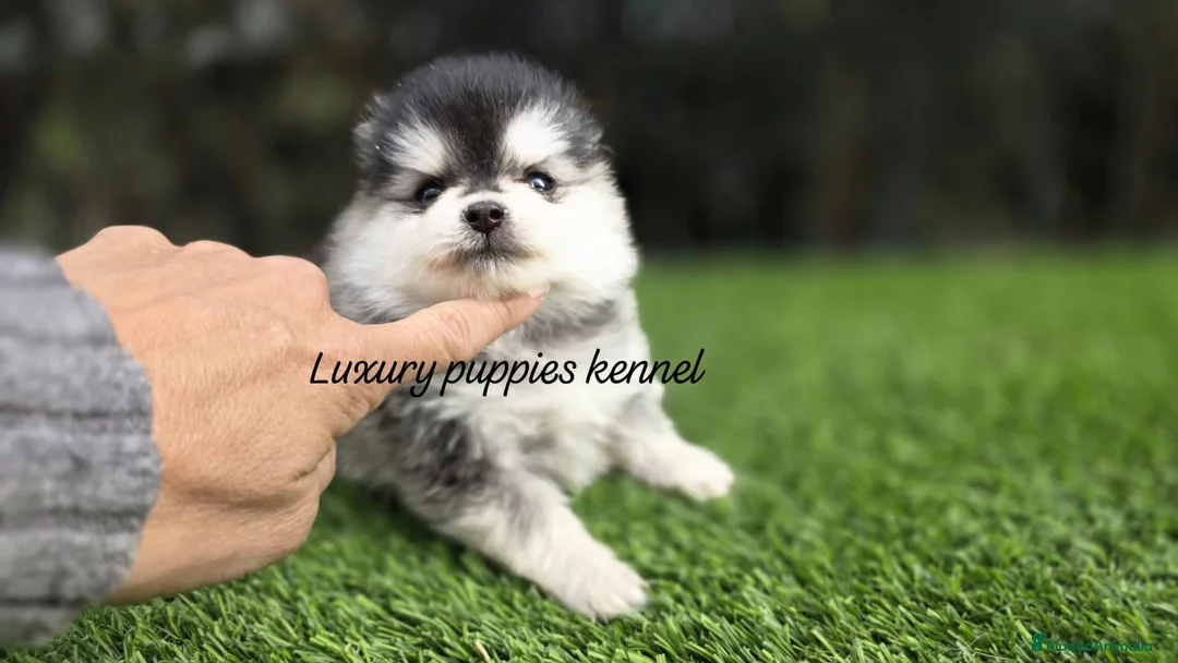 Pomerania perros en venta: Pomerania mini husky  - Anuncio 1
