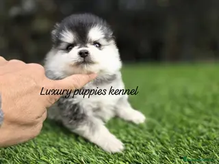 Pomerania perros Pomerania mini husky - Anuncio 1