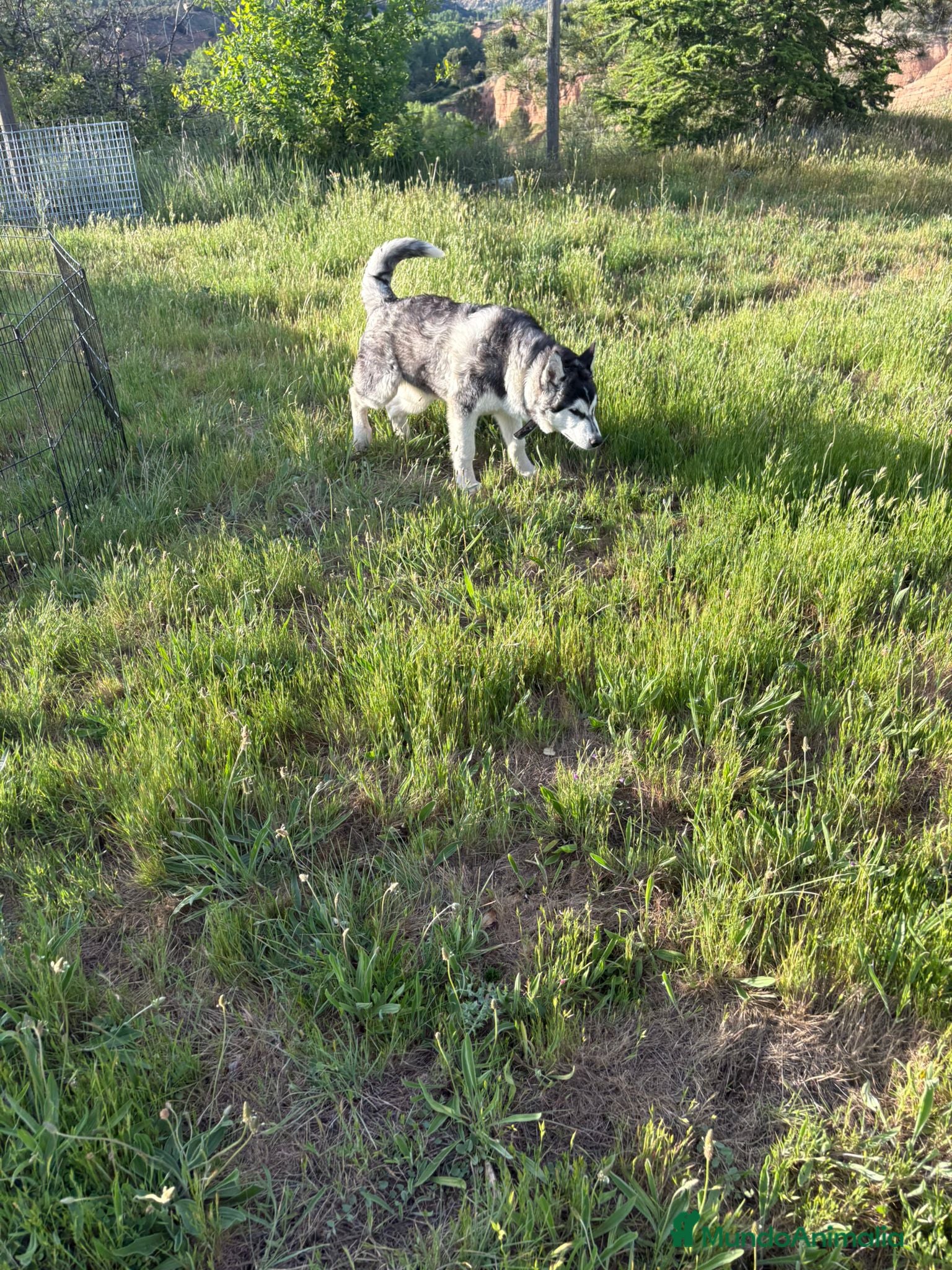 Husky Siberiano perros Husky Siberiano - Anuncio 1