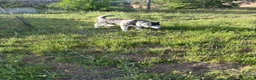 Husky Siberiano perros en venta: Husky Siberiano - Anuncio 1