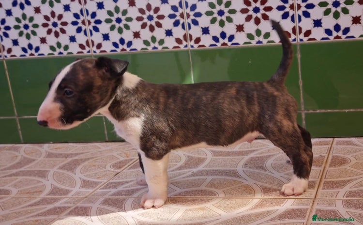 Bull Terrier perros - Anuncio 3