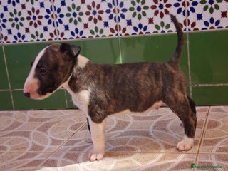 Bull Terrier perros - Anuncio 1