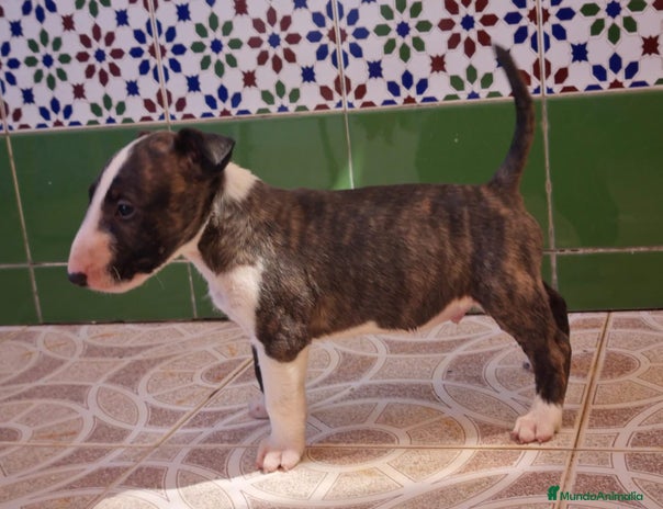 Bull Terrier perros - Anuncio 1