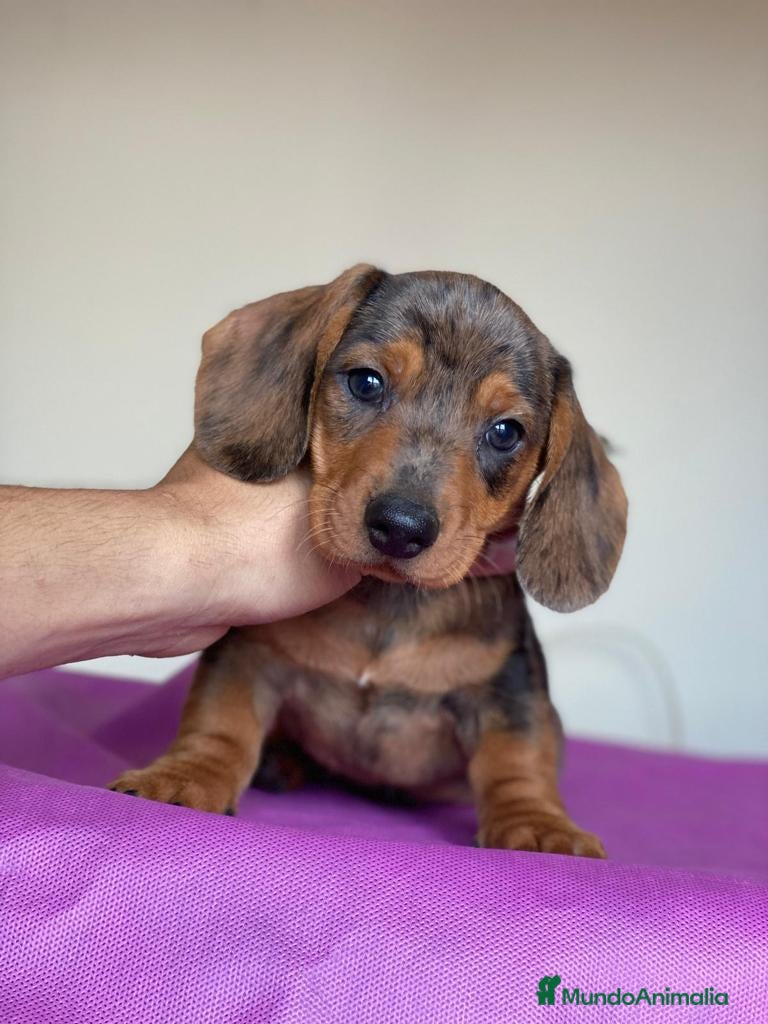 Teckel Miniatura perros Teckel miniatura ( DISPONIBLES )  en Ciudad Real - Anuncio 19