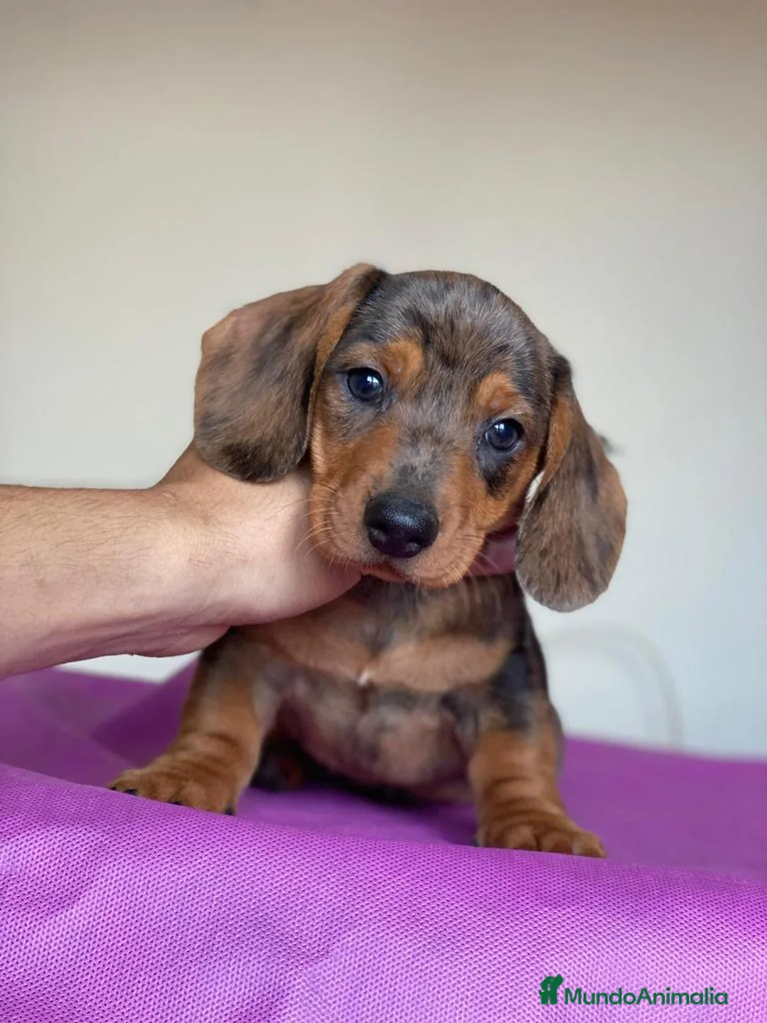 Teckel Miniatura perros en venta: Teckel miniatura ( DISPONIBLES )  en Ciudad Real - Anuncio 1