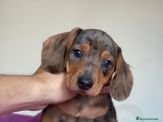 Teckel Miniatura perros Teckel miniatura ( DISPONIBLES ) en Ciudad Real - Anuncio 30