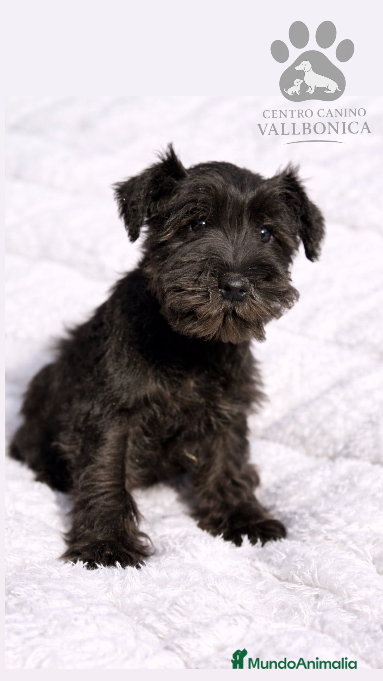 Schnauzer Miniatura perros Schnauzer mini azabache  - Anuncio 1