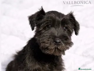 Schnauzer Miniatura perros Schnauzer mini azabache - Anuncio 7