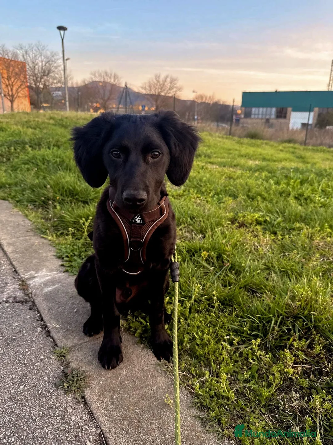 Raza Mixta perros en venta: Cachorro Setter/cocker - Anuncio 1