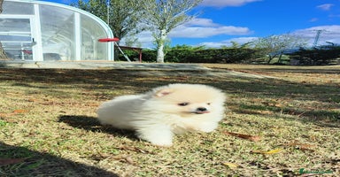 Pomerania perros - Anuncio 12