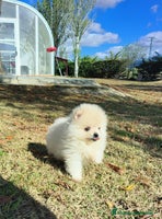 Pomerania perros - Anuncio 4