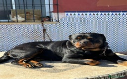 Rottweiler perros en venta: Rottweiler - Imagen 20