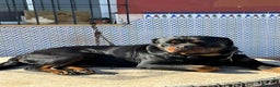 Rottweiler perros en venta: Rottweiler - Anuncio 20